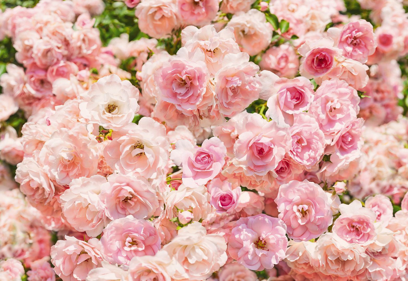 Фон розочки. Komar цветы Rosa 3,68x2,54. Сакура Komar. Розовые цветы. Нежные розовые цветы.